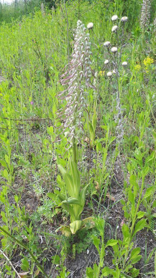 Bocks-Riemenzunge (Himatoglossum hircinum)