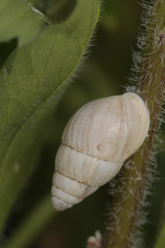 Märzenschnecke (Zebrina detrita)