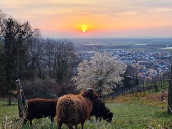 Bundesweite Aufmerksamkeit für Zwingenberger Flurbereinigung