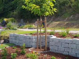 Urnen unterm Baum bestatten